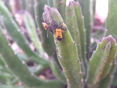 Oncopeltus famelicus