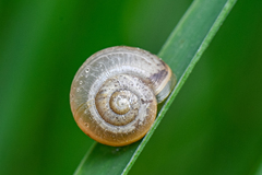 Fruticicola fruticum