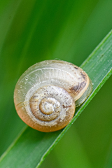 Fruticicola fruticum
