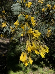 Sophora macrocarpa