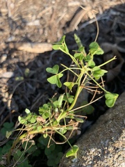 Oxalis stricta
