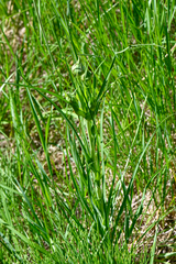Tragopogon
