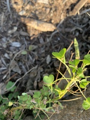 Oxalis stricta