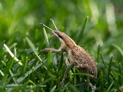 Charagmus gressorius