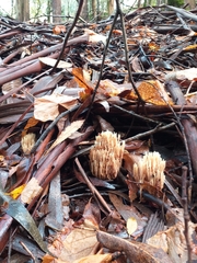 Ramaria stricta