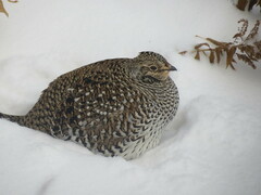 Tympanuchus phasianellus