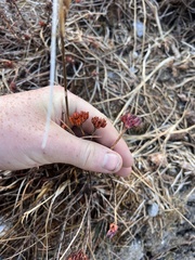 Rhodiola bupleuroides