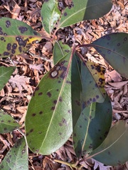 Mycosphaerella colorata