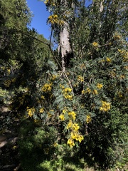 Sophora macrocarpa