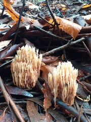 Ramaria stricta