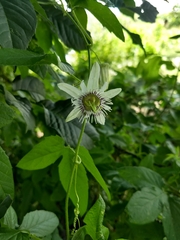 Passiflora bryonioides