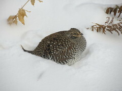 Tympanuchus phasianellus