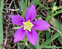 Sabatia campestris