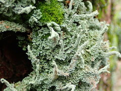 Cladonia cenotea