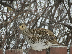 Tympanuchus phasianellus