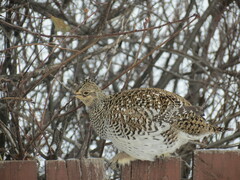 Tympanuchus phasianellus