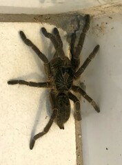 Ceratogyrus dolichocephalus