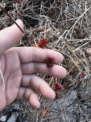 Rhodiola bupleuroides