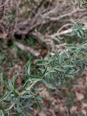 Adenocarpus hispanicus
