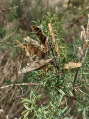 Adenocarpus hispanicus
