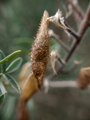 Adenocarpus hispanicus