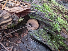 Agaricomycetidae