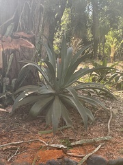 Agave desmettiana