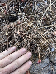 Rhodiola bupleuroides