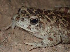 Sclerophrys mauritanica