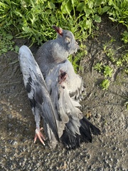 Columba livia domestica