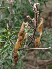 Adenocarpus hispanicus