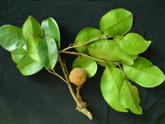 Eschweilera sphaerocarpa