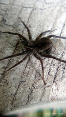 Pardosa