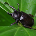 Siamese Rhinoceros Beetle - Photo (c) Drriss & Marrionn, some rights reserved (CC BY-NC-SA)