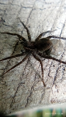 Pardosa