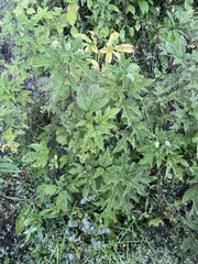 Girardinia diversifolia