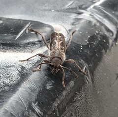 Xylotrechus sagittatus