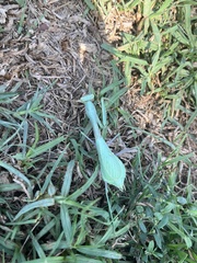 Stagmomantis limbata