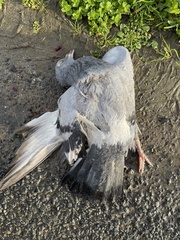Columba livia domestica