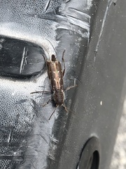 Xylotrechus sagittatus