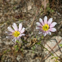 Sabatia kennedyana