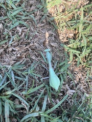 Stagmomantis limbata