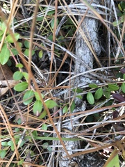 Vaccinium crassifolium