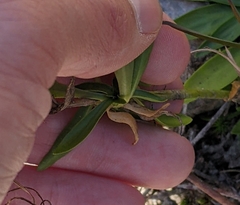 Sabatia kennedyana