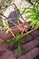 Sabatia kennedyana