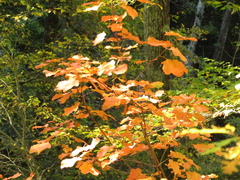 Acer opalus