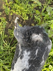 Columba livia domestica