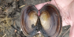 Potamilus ohiensis
