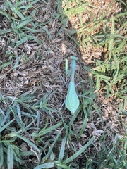 Stagmomantis limbata