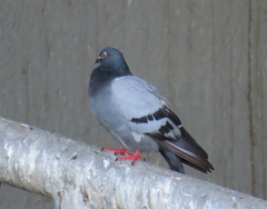 Columba livia